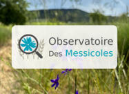 Observatoire des Messicoles : le bilan 2024-2025&nbsp; | Biodiversit&eacute; | Scoop.it