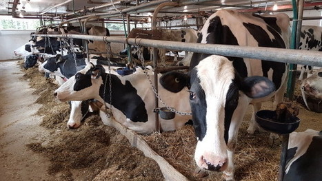 ALÉNA : l'industrie laitière américaine présente ses demandes à Washington | Lait de Normandie... et d'ailleurs | Scoop.it