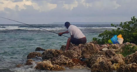 Aux Antilles, des pêcheurs volontaires ont aidé l’Ifremer à évaluer la pêche de loisir - Outremers360 | Biodiversité | Scoop.it