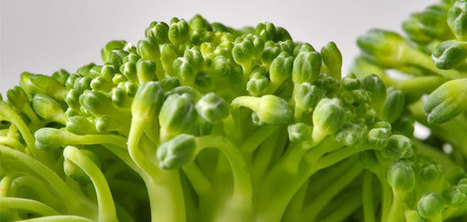 Le brocoli : tout beau, tout bio ? | HORTICULTURE | Scoop.it