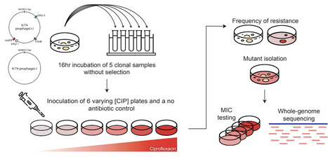 SOS-mediated prophage induction constrains resistance evolution to DNA-damaging antibiotics | brve | RMH | Scoop.it
