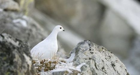 Pyrénées : faune et flore menacées | Biodiversité | Scoop.it