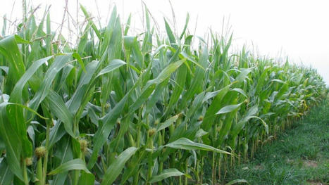 Nouveaux OGM : 9 Français sur 10 veulent que leur présence soit indiquée sur les emballages  | ALIMENTATIONS | Scoop.it