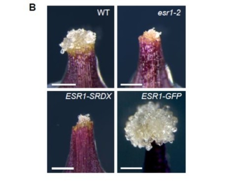 WIND1 promotes shoot regeneration through transcriptional activation of ENHANCER OF SHOOT REGENERATION1 in Arabidopsis | The Plant Cell | Scoop.it