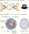 Nostalgia: similitudes entre la memoria inmunologica y neurológica-Steinman-2012-Immunol Rev - Wiley | Immunology for University Students | Scoop.it