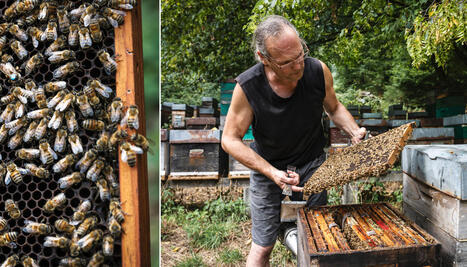&laquo; Une ann&eacute;e tr&egrave;s s&egrave;che &raquo; : en Alsace, Olivier veille sur 500 ruches bio face au changement climatique | Attitude BIO | Scoop.it
