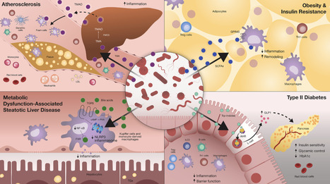 The interplay between the microbiome and immune cells in metabolic homeostasis and disease | cmeta | RMH | Scoop.it