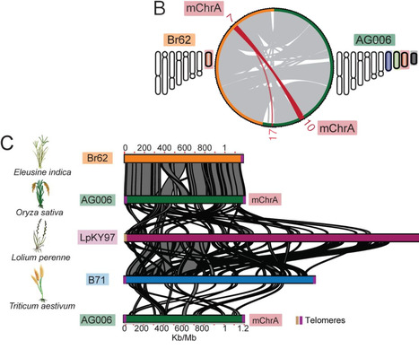 bioRxiv: Multiple horizontal mini-chromosome transfers drive genome evolution of clonal blast fungus lineages (2024) | Publications from The Sainsbury Laboratory | Scoop.it