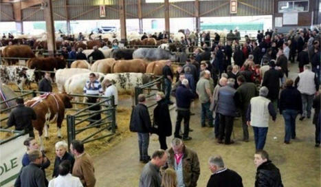 Le forum des races à viandes revient le 4 avril à Forges-les-Eaux | Actualité Bétail | Scoop.it