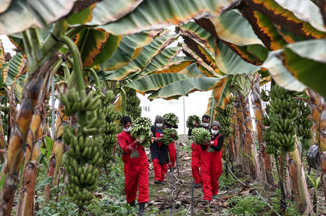 TURKEY : Harvest festival at zero point: 'Livelihood Development Project' | CIHEAM Press Review | Scoop.it