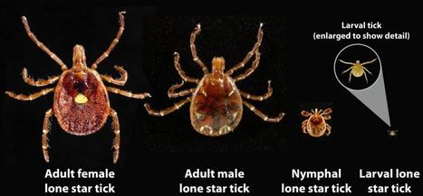 Une &eacute;tude a trouv&eacute; des traces du virus Heartland, l'un des germes transmis par les tiques les plus r&eacute;cemment d&eacute;couverts aux &Eacute;tats-Unis, dans les populations de tiques solitaires de G&eacute;orgie | EntomoNews | Scoop.it