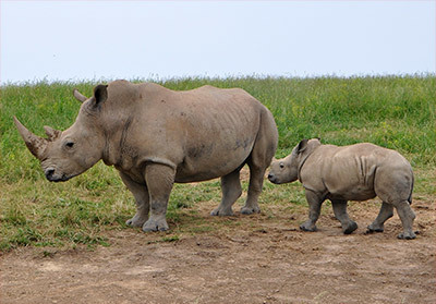 Pour sauver les rhinocéros, faut-il les décorner ? | Biodiversité - @ZEHUB on Twitter | Scoop.it