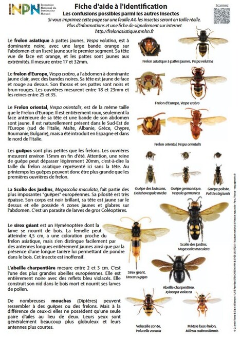 Frelon Asiatique » Documents MNHN | Insect Archive | Scoop.it