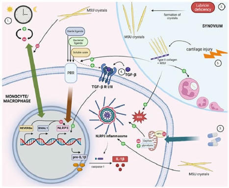 GUCDD | Free Full-Text | Gout Basic Research: 2023 in Review | Rheumatology-Rhumatologie | Scoop.it
