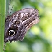 La moitié des papillons des prairies ont disparu ces vingt dernières années en Europe | Biodiversité | Scoop.it