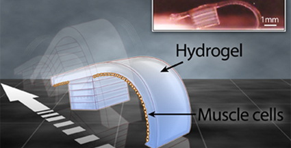 These bots were made for walking: Cells power biological machines | Amazing Science | Scoop.it