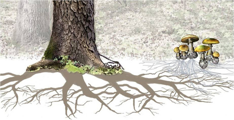 Wiki:Main Page | Social Media Classroom | Cooperation Theory & Practice | Scoop.it