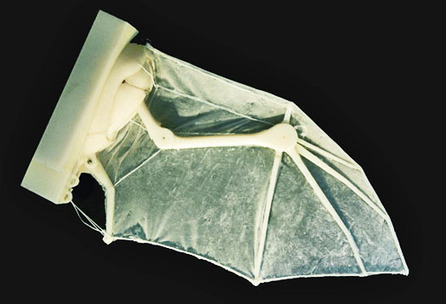 Robot bat wing gives lessons in flight | Science News | Scoop.it