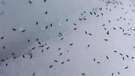 Des « puces de neige » par milliers à Sept-Îles (Québec) | Variétés entomologiques | Scoop.it