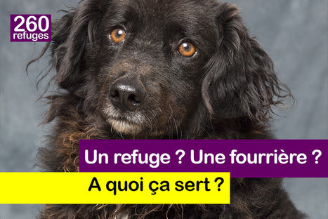 France Loi Si Vous Avez Perdu Votre Chien Ou