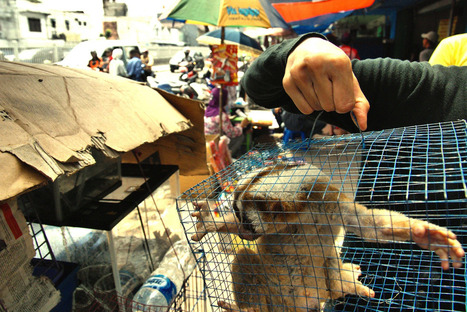 Exclusive: Inside the Thriving Wild-Animal Markets that Could Start the Next Pandemic | Virus World | Scoop.it
