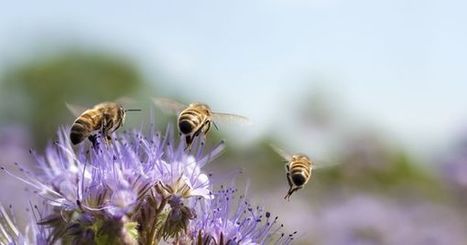 Du venin d'abeille contre les cancers du sein agressifs ? | EntomoNews | Scoop.it