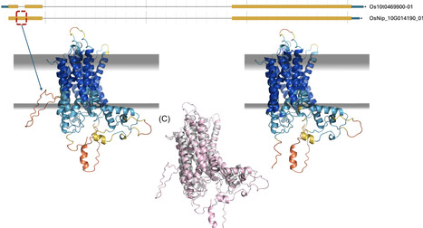 The promise of AlphaFold for gene structure annotation | nar | RMH | Scoop.it