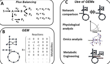 Systems biology of yeast metabolism | fems | RMH | Scoop.it