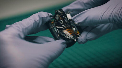 German startup develops cyborg insect swarms for NATO forces | DEFENSE NEWS | Scoop.it