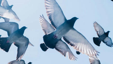 Des milliers de pigeons portés disparus après une course | EntomoScience | Scoop.it