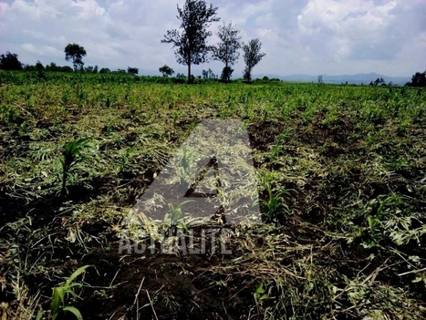 RDC : le changement climatique perturbe les activités agricoles à Rutshuru | Questions de développement ... | Scoop.it