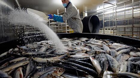 À Capécure, Aquimer mise sur les économies d’eau et cherche des alternatives aux emballages en plastique | revue de presse | Scoop.it