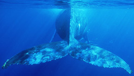 Sounds of the Sea: Listening to the sounds of the deep ocean floor on line | OUR OCEANS NEED US | Scoop.it