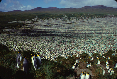 Près de 90 % de la plus grande colonie de manchots royaux au monde a disparu - Communiqués et dossiers de presse - CNRS | Biodiversité | Scoop.it