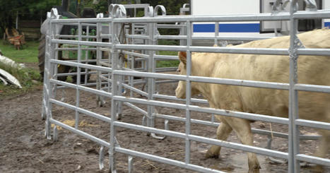 En Bourgogne, un abattoir mobile épargne aux bovins « l’enfer du transport » | Actualité Bétail | Scoop.it