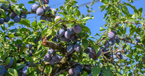 Increvables, ces arbres fruitiers ne craignent ni le froid, ni le vent, et c'est le moment de les planter ! | Attitude BIO | Scoop.it