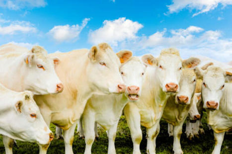 Viande bovine – Le commerce s’anime dans les jeunes bovins. | Actualité Bétail | Scoop.it