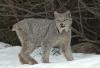 Wolves May Aid Recovery of Canada Lynx, a Threatened Species | Coffee Party Science | Scoop.it