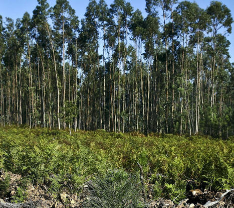 PORTUGAL : Protest says “enough” to eucalyptus trees  | CIHEAM Press Review | Scoop.it