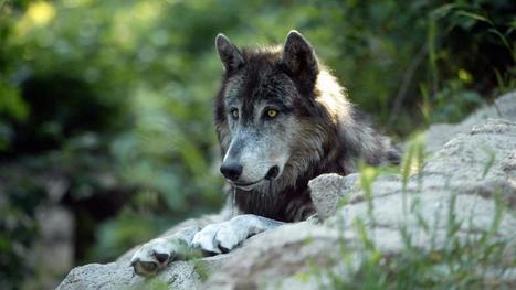 Loup y es-tu ? Il se rapproche des grandes forêts avesnoises | Loup | Scoop.it