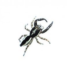 Les grandes découvertes 2013 du réseau araignées de Picardie Nature | Insect Archive | Scoop.it