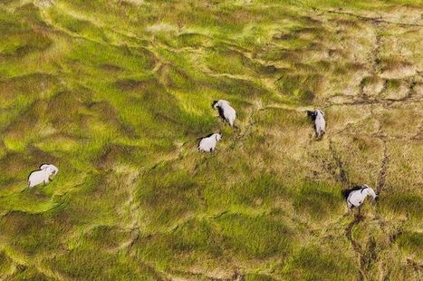 GPS, drones, radars&hellip;au service de la vie sauvage ! | Biodiversit&eacute; | Scoop.it