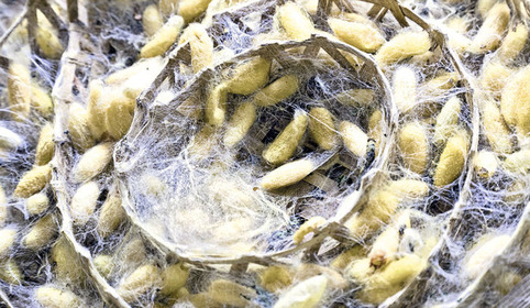 Le biomimétisme. Quand la science imite la nature | Veille territoriale AURH | Scoop.it