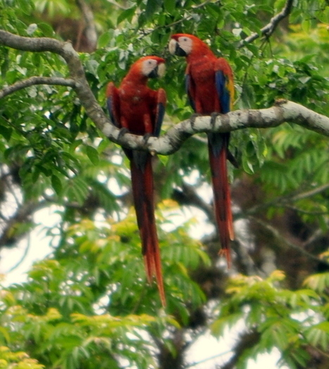 Scarlet Macaw Monitoring in the Chiquibul | Cayo Scoop!  The Ecology of Cayo Culture | Scoop.it