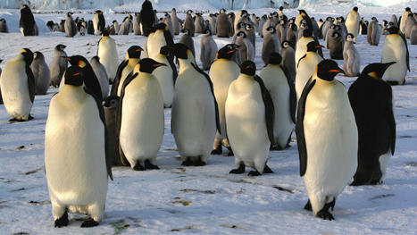 Satellite images reveal four new emperor penguin colonies in Antarctica | NewSpace | Scoop.it