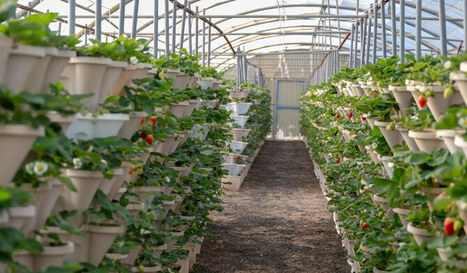 GULF: Qassim’s berry farms revolutionizing Saudi agriculture | LE GRAND NORD | Scoop.it