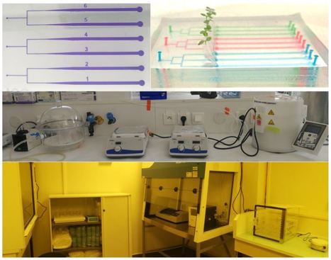 Microfabrication room opening in I2BC | Mechanotransduction by Plants | Scoop.it