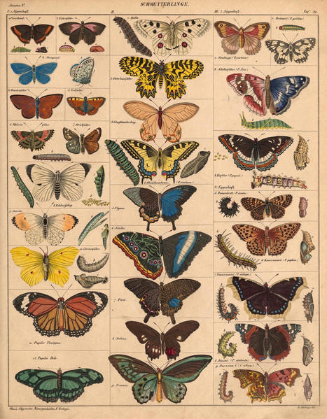 Flip Through More than 5,000 Pages of This Sprawling 19th-Century Atlas of Natural History — | Galapagos | Scoop.it