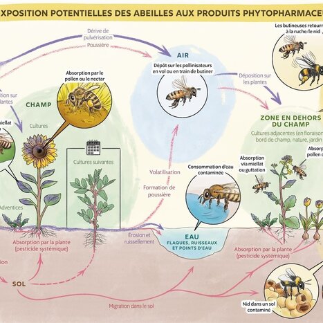 Quelles sont les diff&eacute;rentes voies d&rsquo;exposition des abeilles aux pesticides ? | EntomoScience | Scoop.it