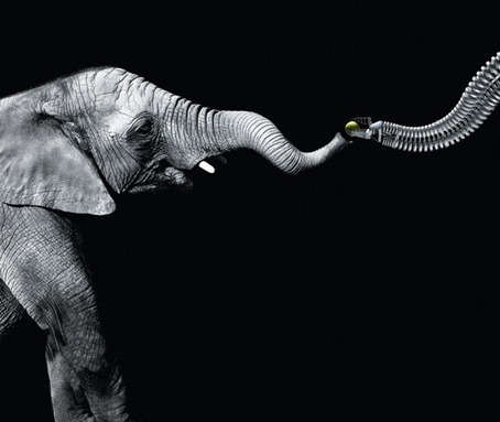 Nature: Design Genius - Nature&rsquo;s most elegant designs may hold the key to super-efficient, ecofriendly technology | BIODIVERSITY IS LIFE  &ndash; | Scoop.it